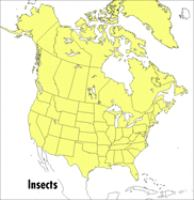 A_field_guide_to_the_insects_of_America_north_of_Mexico