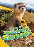 Black-footed_ferrets